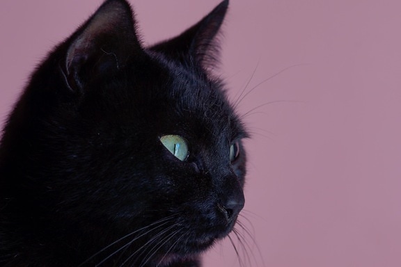 black, cat, portrait, cute, pet, eye, feline, animal, kitty