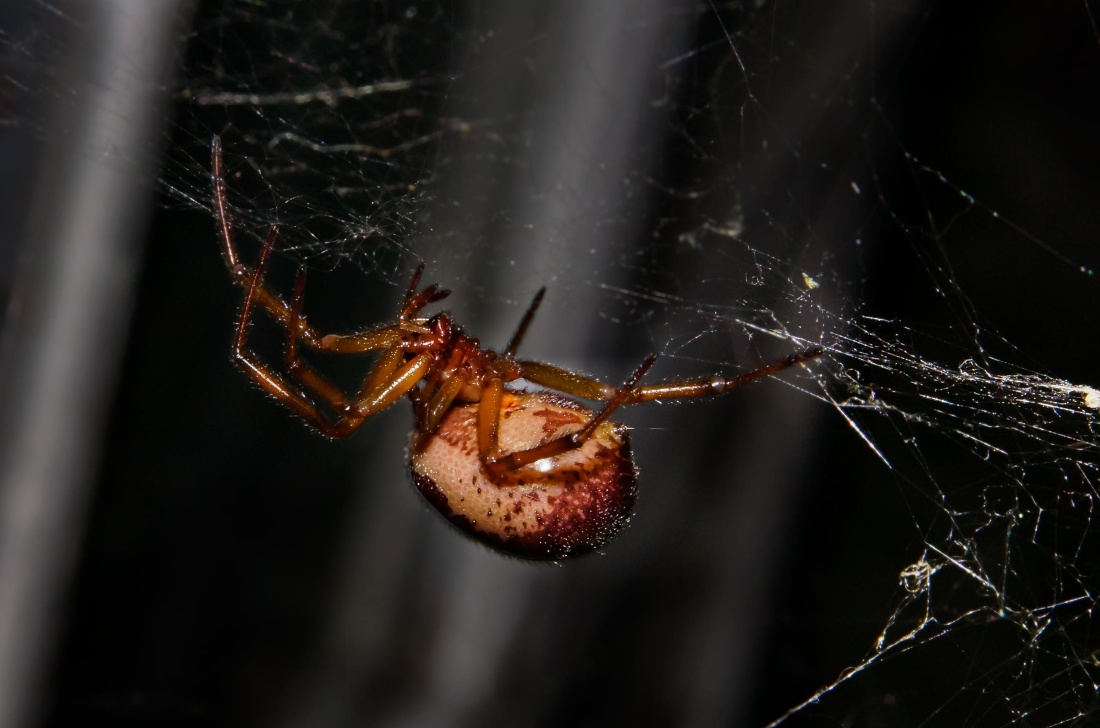 Aranha, teia de aranha, inseto, invertebrado, armadilha, teia de aranha, perigo