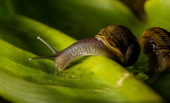 snail, gastropod, macro, animal, detail, slug, invertebrate, slime, garden