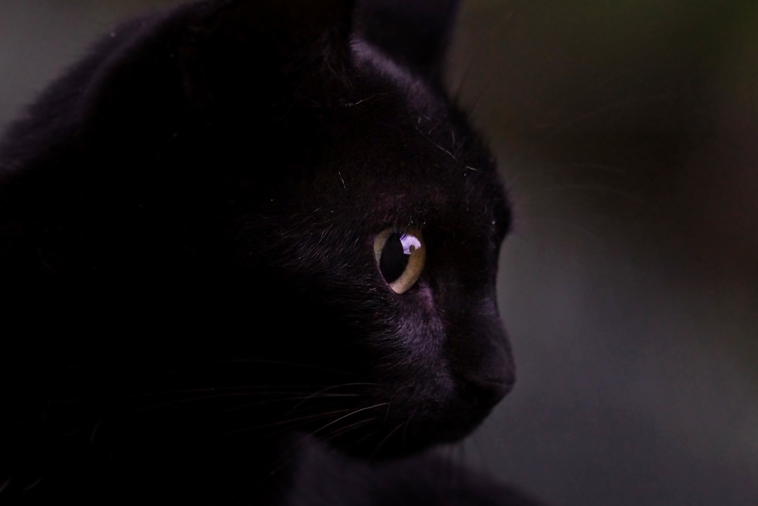 animal de estimação, um gato doméstico, olho, escuro, gatinha, escuro, retrato