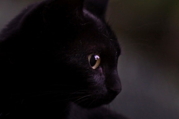 domestic cat, pet, animal, eye, dark, kitten, dark, portrait