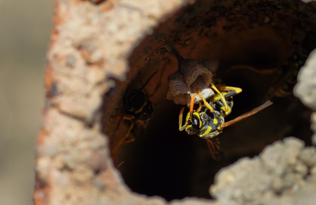 hornet แมโคร แมลง มดตะนอย กระดูกสันหลัง อาหาร ธรรมชาติ สัตว์ป่า สัตว์ขาปล้อง