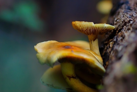 грибок гриб природи, дерева, Лишайник, літо, флора, біології