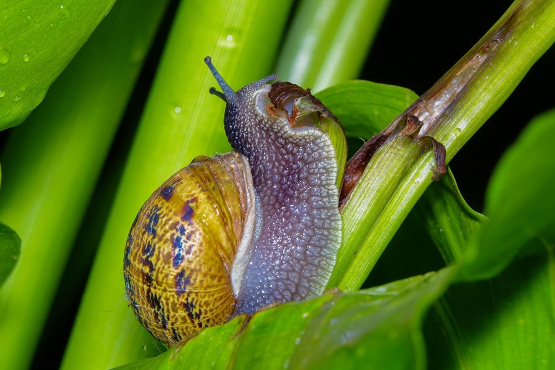 snegl, gastropod, makro, hvirvelløse, slug, slim