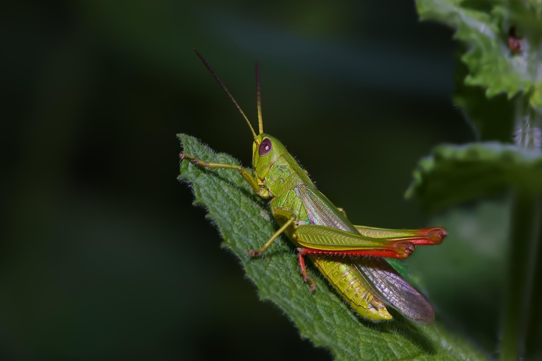 insecte grasshopper, macro, nevertebrat, natura, animale sălbatice, frunze, artropode