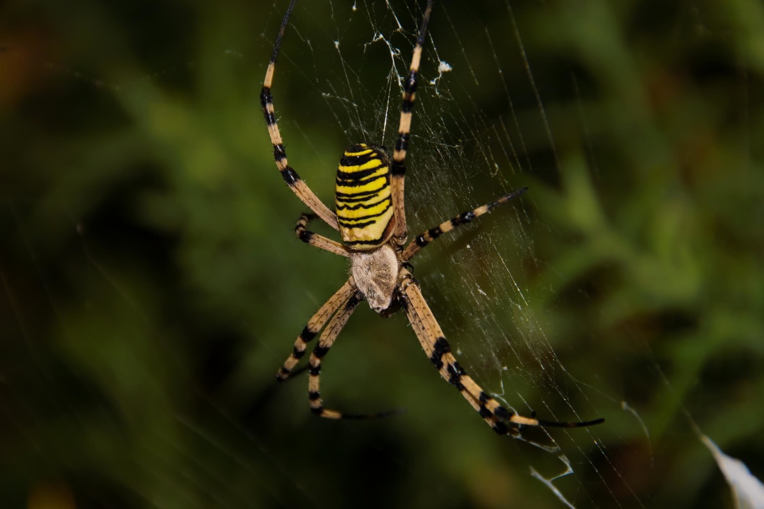 паук паутина, насекомое, ловушка, паутина, природа, беспозвоночных