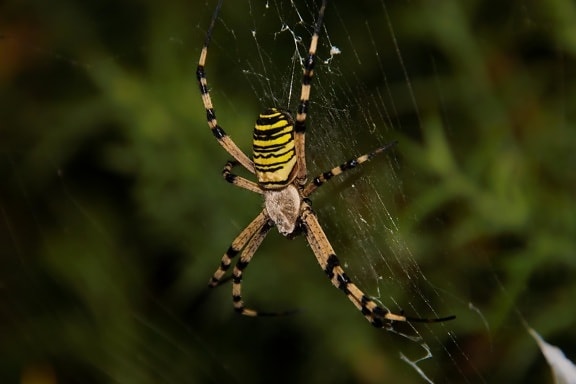 蜘蛛, 蜘蛛网, 昆虫, 陷阱, 蛛网, 自然, 无脊椎动物