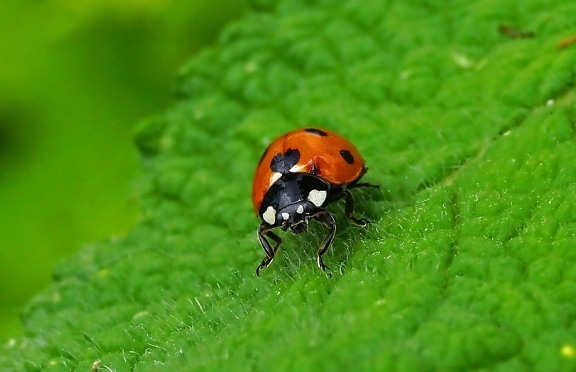 Ladybug, natur, makro, blad, gress, insekt, bille, leddyr, virvelløse