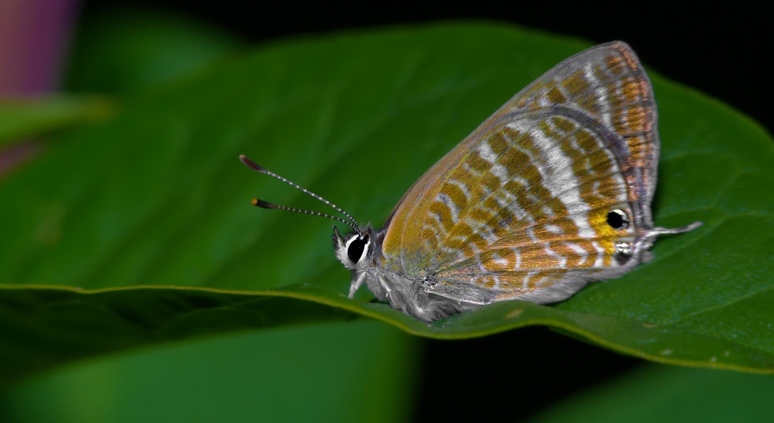 borboleta, macro, detalhe, inseto, natureza, invertebrado, vida selvagem