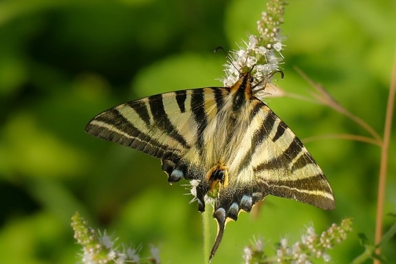 φύση, πεταλούδα, έντομο, macro, λεπτομέρεια, φτερά, μεταμορφώνονται