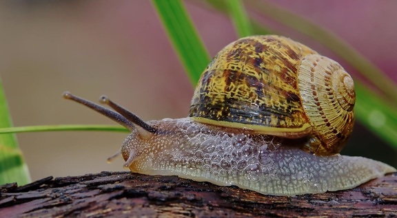 animal, snail, gastropod, detail, invertebrate, slug, slime, shell