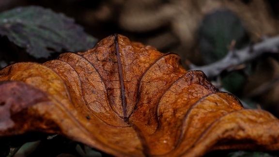 leaf, dry, gound, autumn, flora, macro, detail
