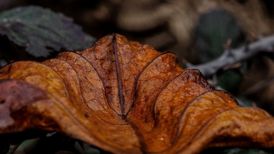 Image Libre Feuille S Che Gound Automne Flore Macro D Tail