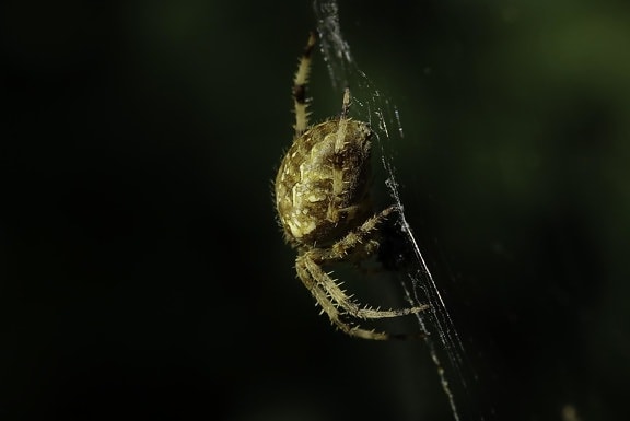 павук комаха безхребетних, павутиною, природа, дика природа, членистоногих