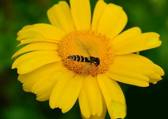 nature, flora, summer, flower, pollen, wasp, garden, hornet, insect