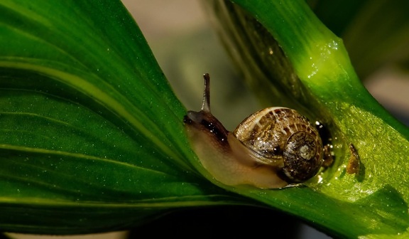 snail, macro, invertebrate, gastropod, leaf, animal, garden, nature