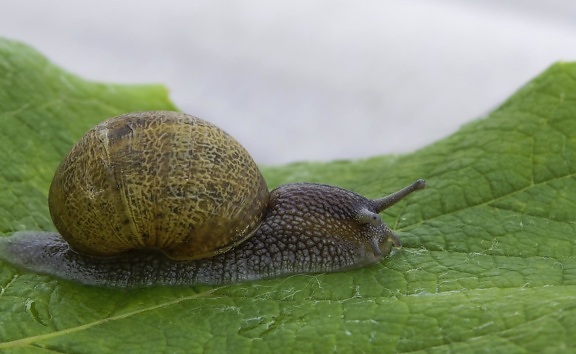 snail, gastropod, slug, invertebrate, shellfish, nature, garden