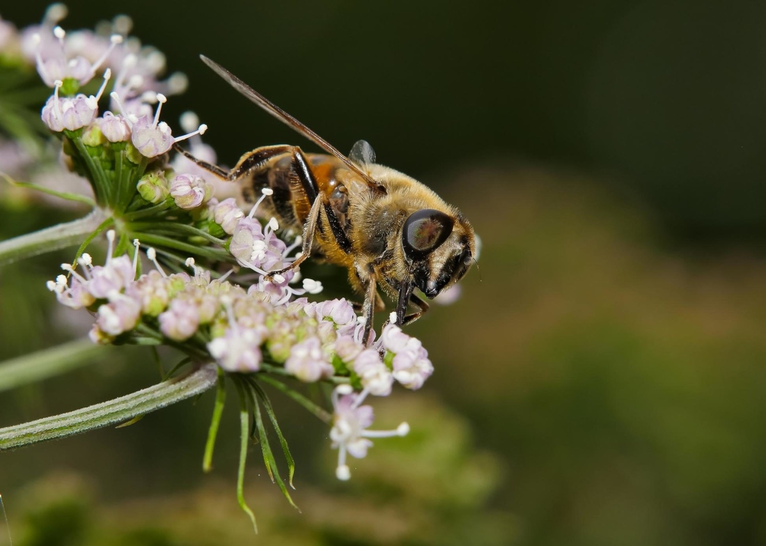 serangga, alam, lebah, bunga, serbuk sari, makro, nektar