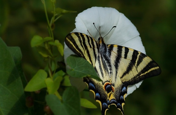Príroda, motýľ, hmyzu, makro, detail, kvet