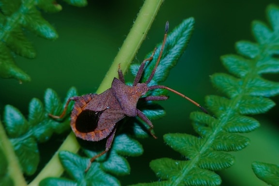 leaf, invertebrate, beetle, insect, macro, detail