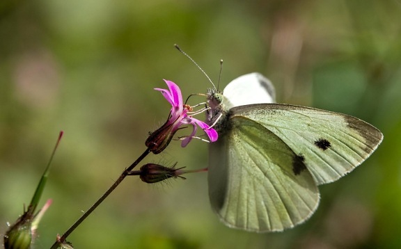 Метелик, Комаха, природа, безхребетних