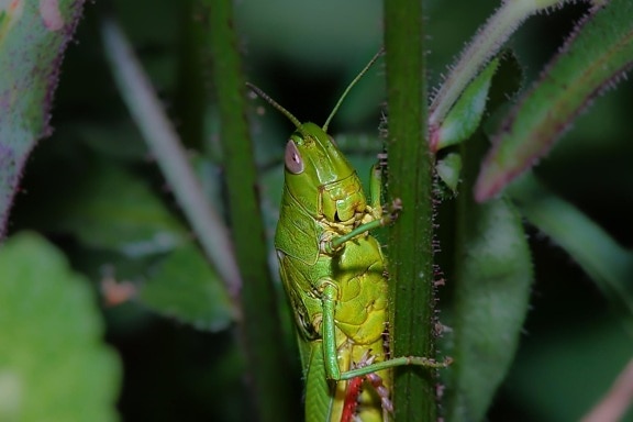 insect, nature, leaf, invertebrate, wildlife, flora, grasshopper