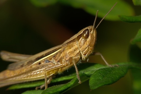 insect, invertebrate, nature, macro, grasshopper, arthropod