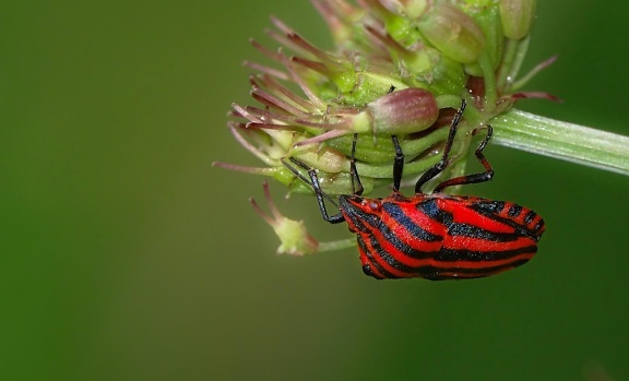 kumbang, makro, detail, serangga, alam, daun