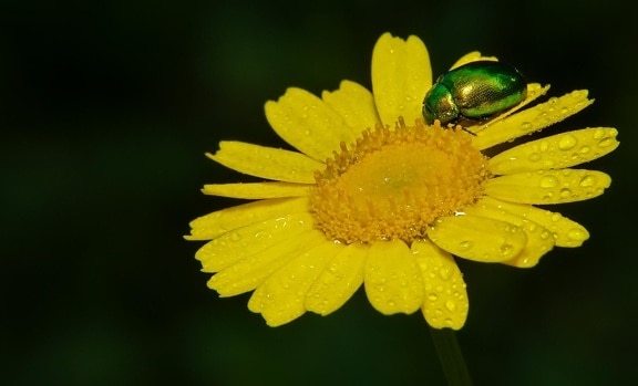 nature, flora, insect, dew, macro, flower, leaf, beetle, herb, yellow
