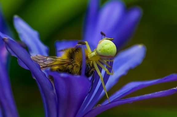 насекомое, природа, цветок, биологии, паук, пестик, пчела