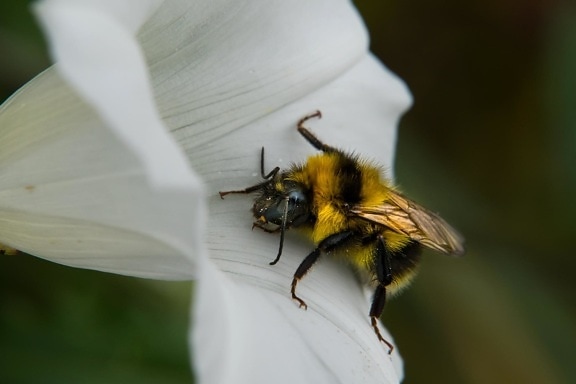 昆虫、蜂、自然、蜂蜜、節足動物、マクロ、花びら