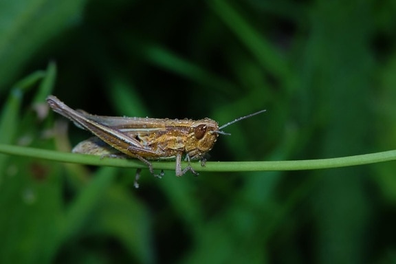 insect, nature, arthropod, grasshopper, macro, dew, detail