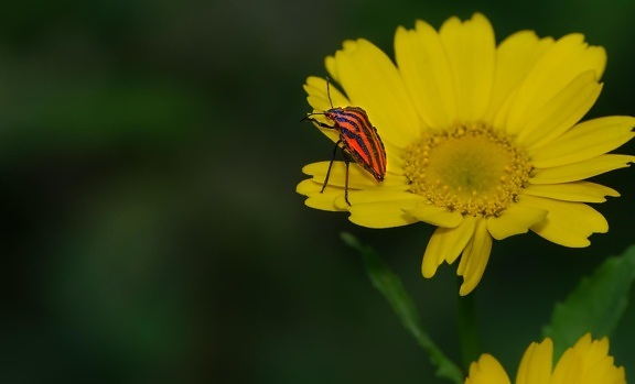 nature, flower, summer, flora, leaf, beetle, insect, yellow
