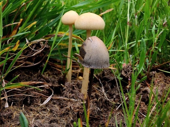 fungus, mushroom, grass, nature, vegetable, soil