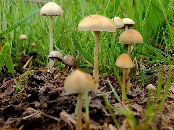 mushroom, fungus, nature, grass, grass, poison, spore, vegetable