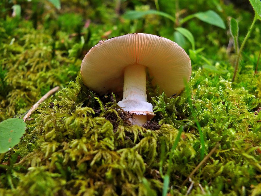 mushroom, fungus, lichen, wood, moss, nature, grass, macro