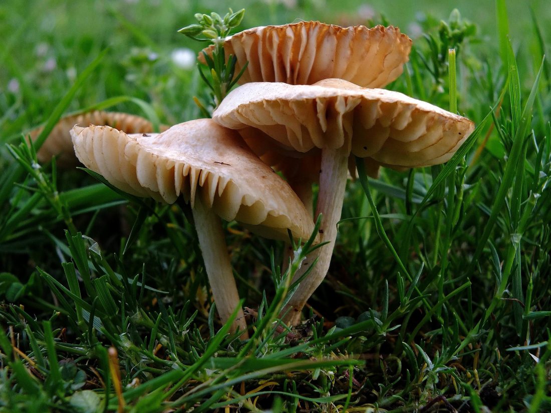 paddenstoel, fungus, gras, macro, kruid, natuur, detail