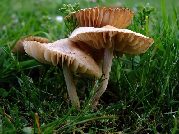 mushroom, fungus, grass, macro, herb, nature, detail