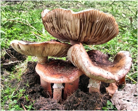 fungus, mushroom, wood, nature, food, spore, poison, toxic, moss