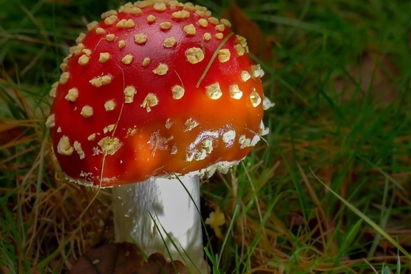mushroom, fungus, grass, nature, herb, poison, basidiomycete, organism