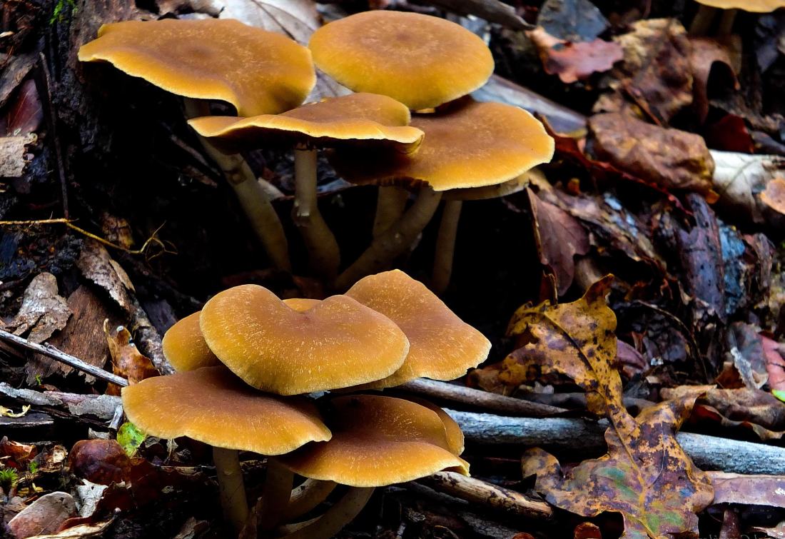 fungo, cogumelo, madeira, natureza, veneno, comida, tóxico, solo