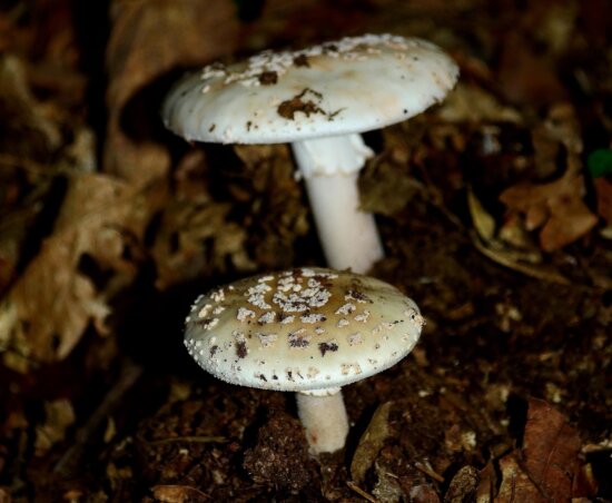 Free picture: fungus, mushroom, wood, nature, poison, macro, moss ...