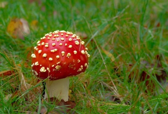 mushroom, fungus, grass, nature, macro, detail, organism