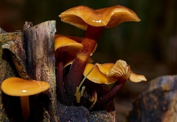 fungo, fungo, legno, scuro, macro, ombra, natura, organismo