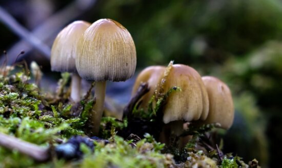 Free picture: fungus, mushroom, wood, nature, poison, macro, moss ...