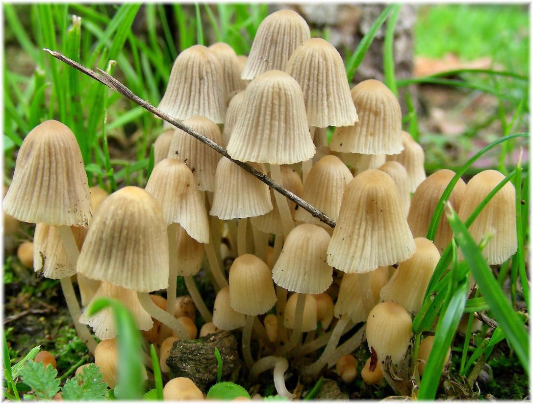 mushroom, fungus, nature, grass, wood, flora, macro, grass