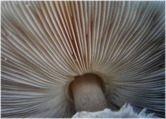 houby, houby, příroda, byliny, detail, makro