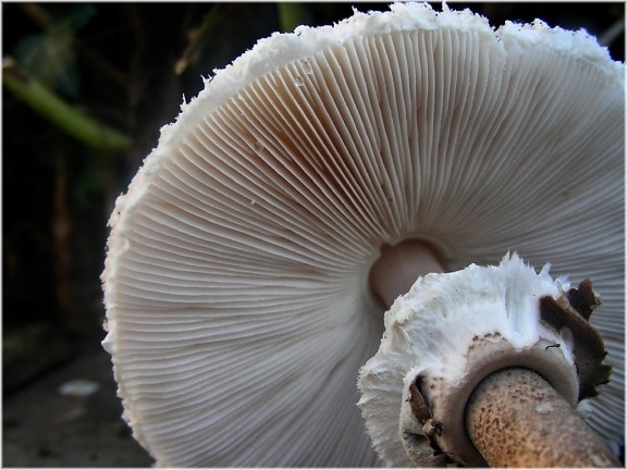 fungus, mushroom, nature, macro, herb, detail, macro