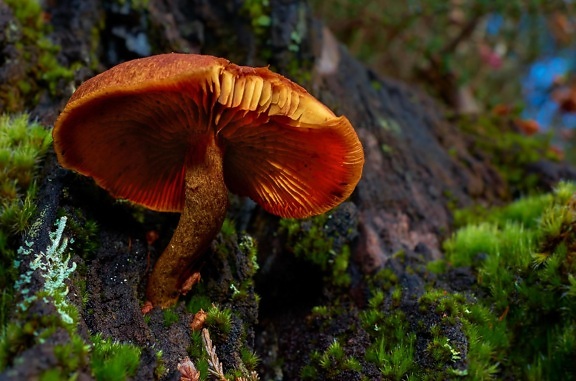 fungus, mushroom, moss, wood, nature, tree, wild, leaf