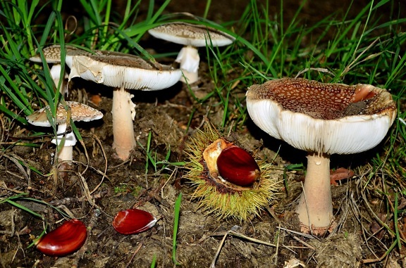 fungus, mushroom, nature, seed, poison, macro, toxic, wild, herb, spore